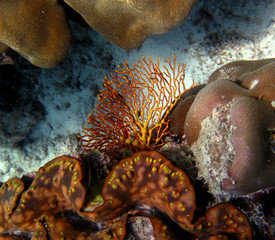 Sprig of Net fire coral on a reef in the Andaman Sea near Phuket (Thailand)