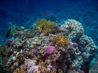 Fototapeta na wymiar Coastal reef covered with a variety of corals in the Red Sea in Sharm El Sheikh