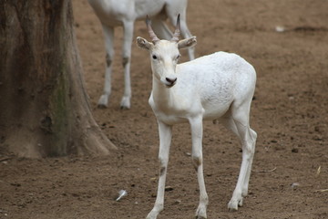 The sacred white Deer.