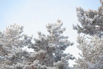 Snowy blue spruce closeup on blurred background