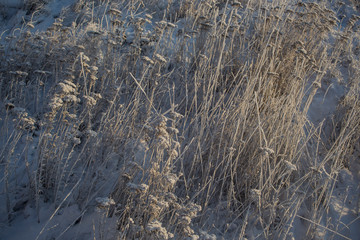 Grass under the  snow
