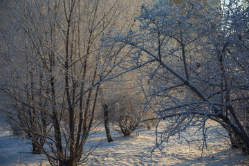 Trees  under the snow