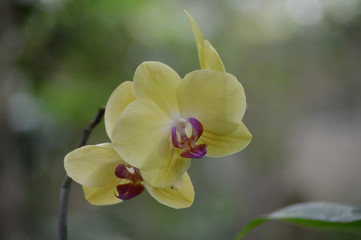Fototapeta na wymiar Orchids blooming in the garden