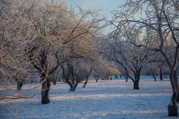 Trees  under the snow