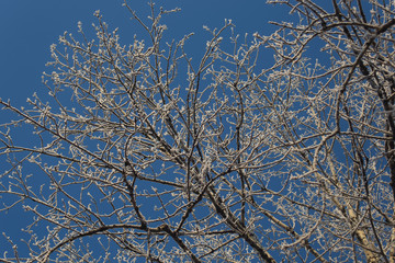 Trees  under the snow