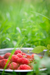   Pink fresh raspberries on an glass vessel on a gray wood background in the garden on the background of green grass Berry Fruit Sadovina Healthy Food hack close up