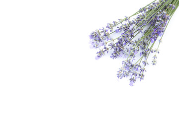 Lavender flowers isolated on white background