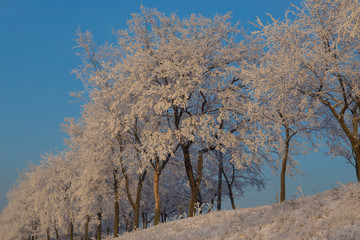 Trees  under the snow