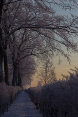 Winter trees in sunset  under the snow