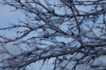 Trees  under the snow