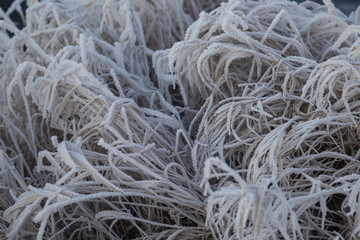  grass under the snow