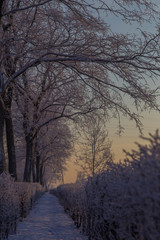 trees under the snow