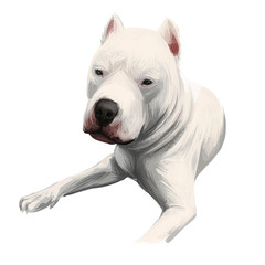 Dogo Argentino, Argentine Dogo, Argentine Mastiff dog digital art illustration isolated on white background. Argentina origin guardian hunting dog. Cute pet handdrawn portrait. Graphic clipart design