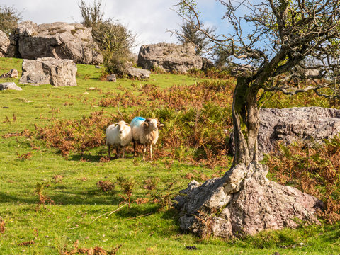 Moutons au col d'Amezketa
