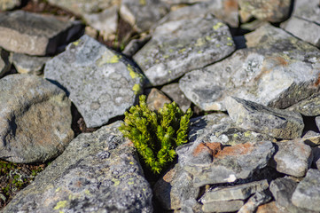 Pine tree grows among the stones