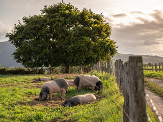 Cochons du pays basque