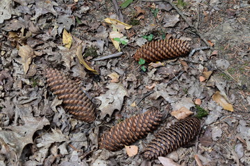 Pine cones fallen on the ground in the forest.