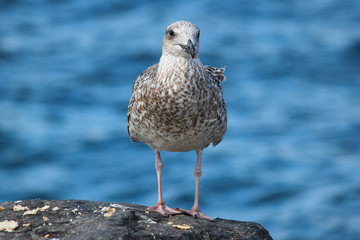 European herring gull chick (Silbermöwe, Larus argentatus)