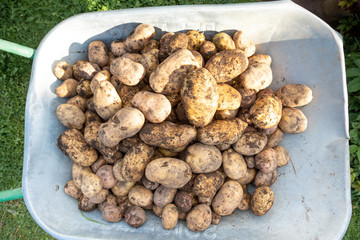 Large fresh organic potato. Farmer's crop. The tubers from the ground, top view