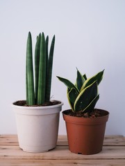 Ornamental plants in pots Tree house decoration on wooden floor.