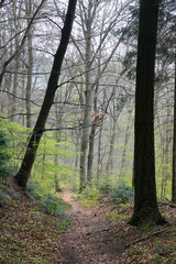 Obraz premium Frühlingswald