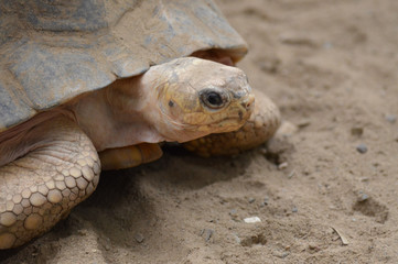 A turtle in the sand