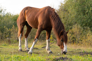 Naklejka na ściany i meble A horse tied with a chain grazes in the meadow, eating grass