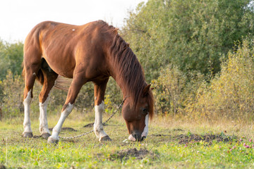 Naklejka na ściany i meble A horse tied with a chain grazes in the meadow, eating trampled grass