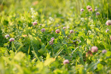 Clover Flowers in the field background. Blooming medicinal wild herb. Group of clover inflorescence in the meadow.
