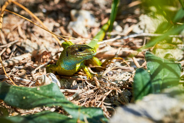 European green lizard ( Lacerta viridis )