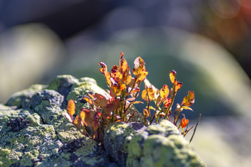 Blueberry bush grows among the stones