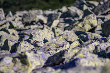 Stones overgrown with lichen