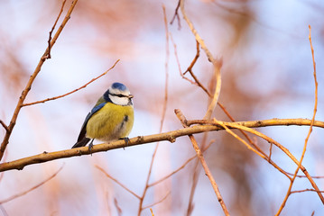 Eurasian Blue Tit sitting on a branch ( Cyanistes caeruleus )