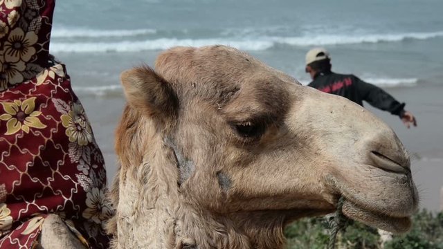 A closeup of the head of a camel that is sitting in Taghazout in Agadir, Morocco in the spring.