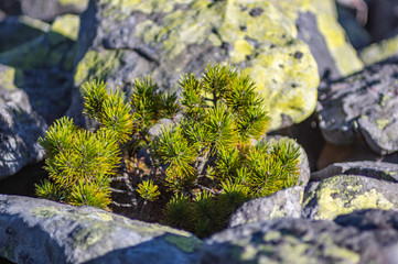 Pine tree grows among the stones
