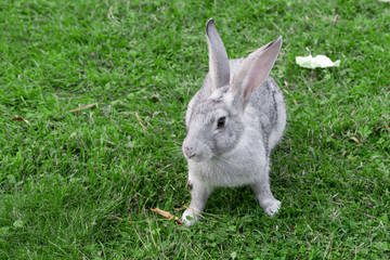 Gray wild rabbit on green grass
