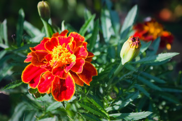 Beautiful orange red marigold flowers background pattern in tagetes garden.