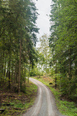 Fototapeta na wymiar Gravel road through a coniferous forest