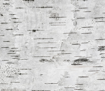 Gray background with horizontal stripes based on the texture of the birch bark