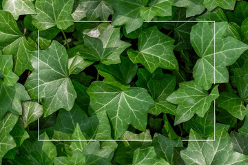 Creative arrangement of ivy leaves with a white frame. Flat lay. Concept of nature