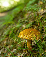 A single mushroom in the grass