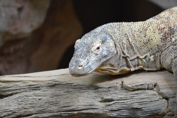 Obraz premium Komodo dragon laying on a log