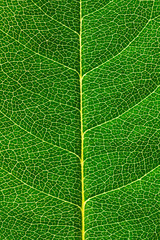 Green rose leaf close up. Visible innervation of the plant.