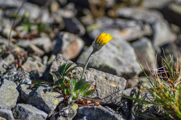 Flower growing among stones