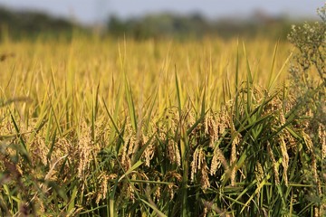 Fototapeta premium Mietitura