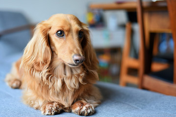 Close up of a long haired Dachshund sitting on the floor