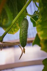 Young green cucumber on a bush in a greenhouse. Closeup.