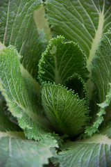 Beautiful green leaves of Beijing cabbage, background