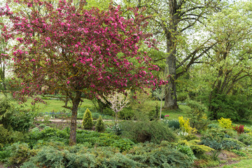 Fototapeta na wymiar a green garden in spring, lots of ornamental plants, all in light green, with a blossoming purple apple in the foreground, various trees on the back.