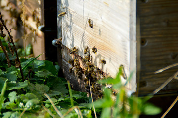 Bienen im Anflug an einen Bienenstock